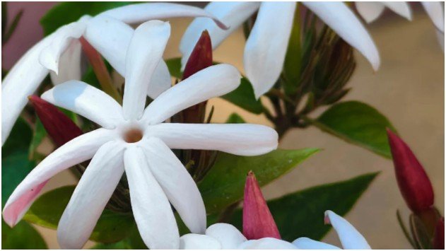 How Does Jasmine Benefit Your Emotional Well-Being?
